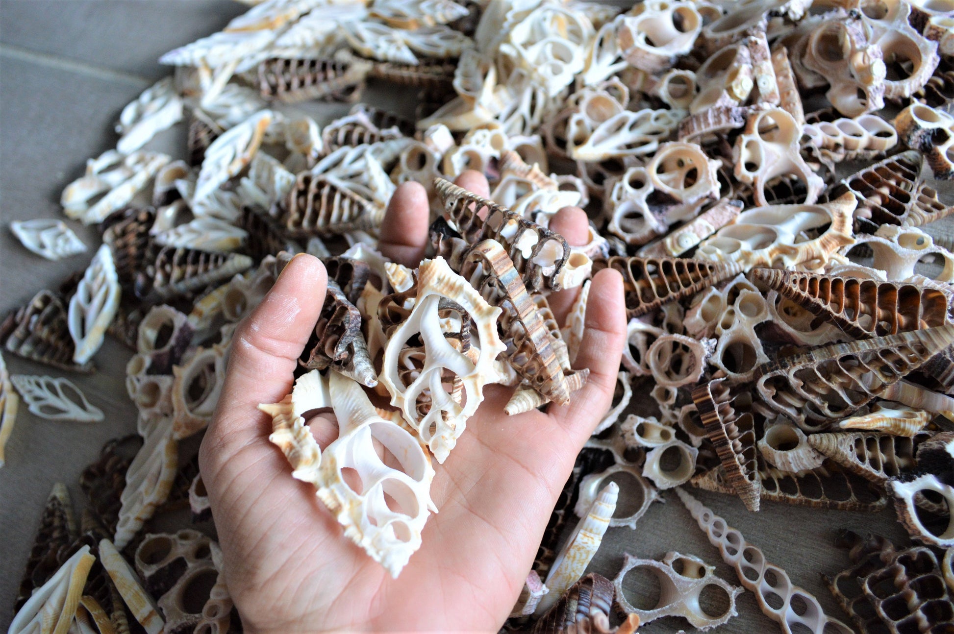 Sliced Seashells: 1.5-3” Mixed Types Conchs, Spindles, Strombus and more...