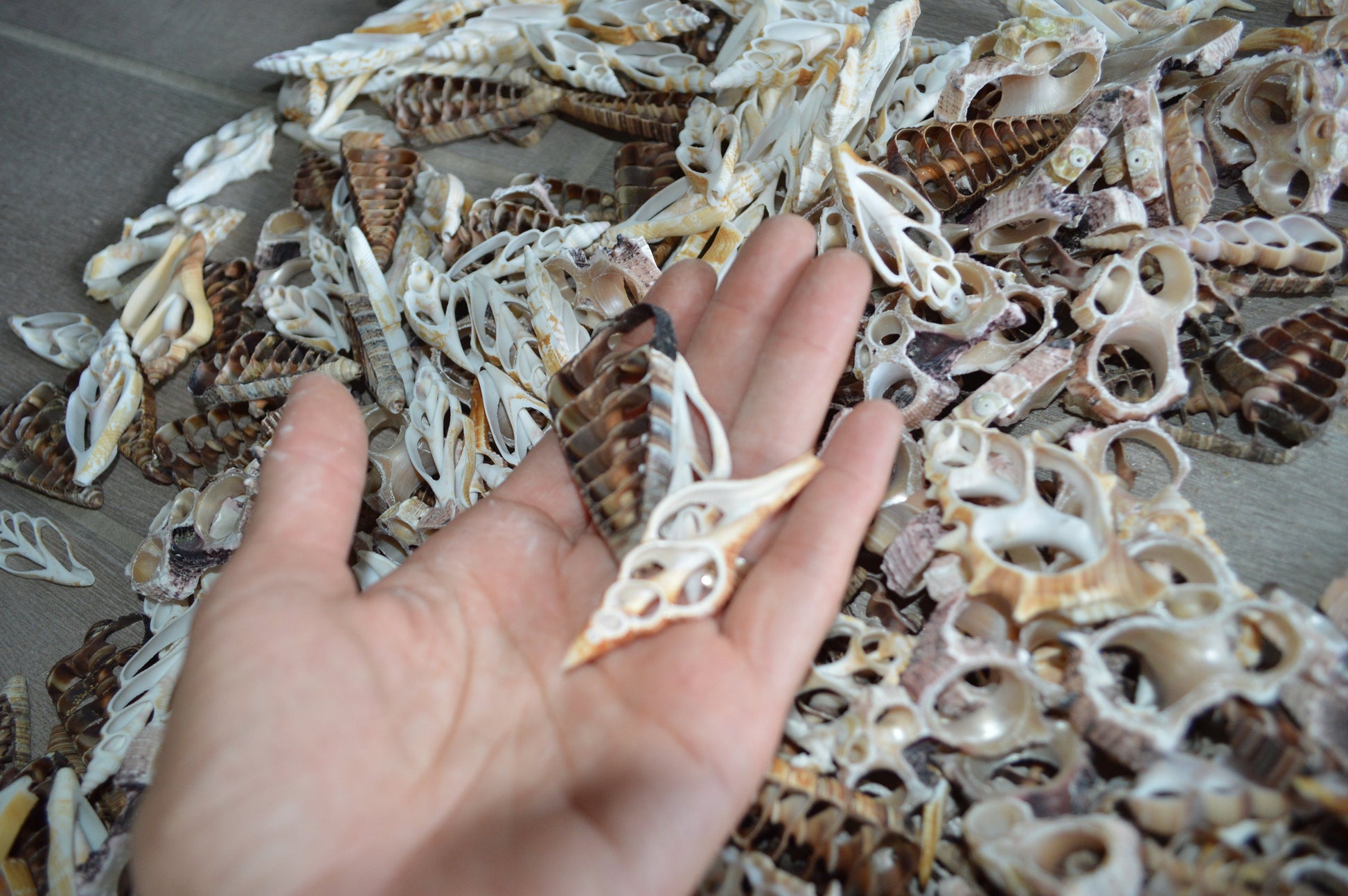 Sliced Seashells: 1.5-3” Mixed Types Conchs, Spindles, Strombus and more...