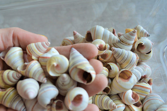 CANDY CANE SNAIL Shells *You Choose Quantity* 3/4-1.5" Colorful Rainbow Small Craft Seashells