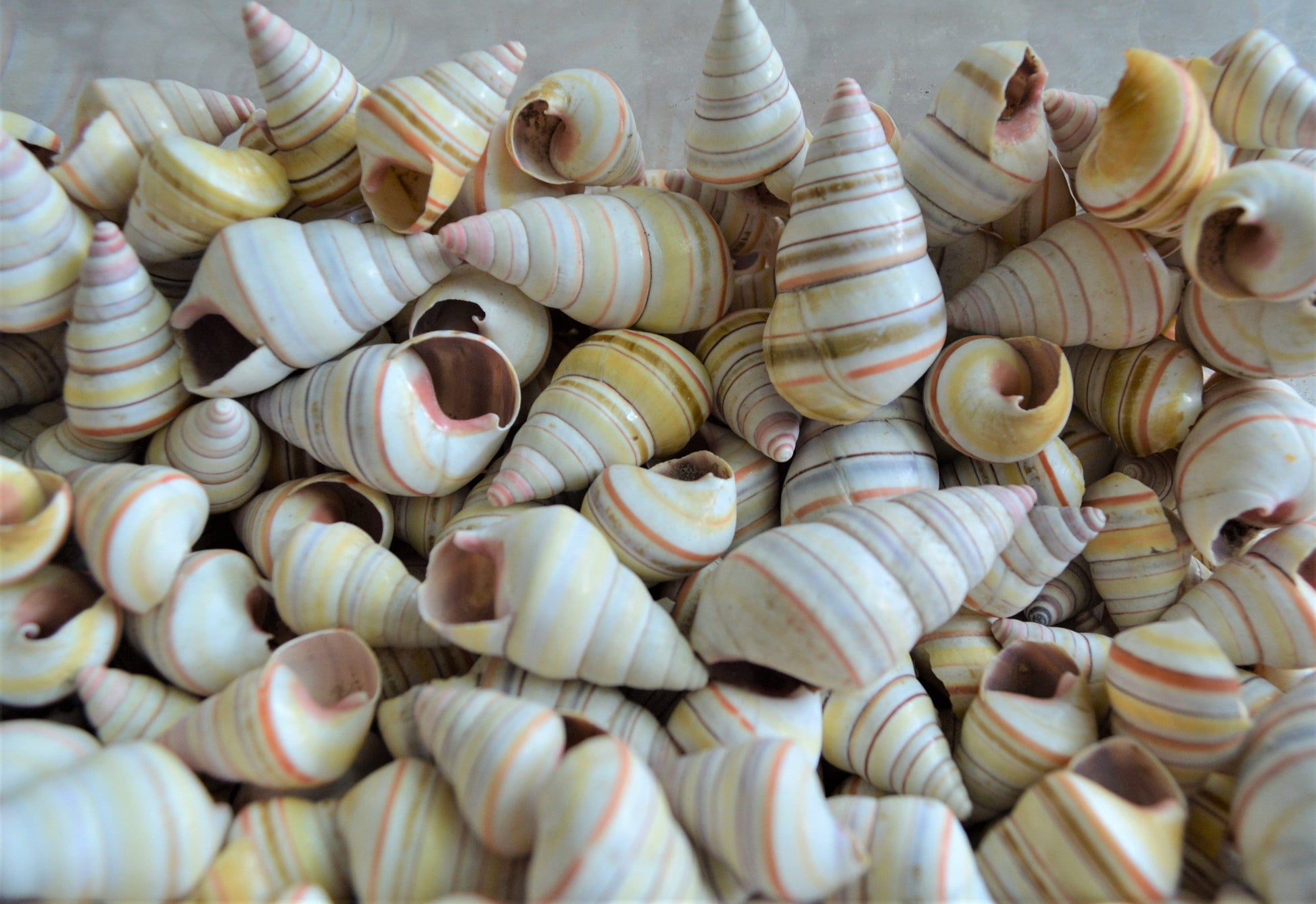 Rare RAINBOW Candy Cane Snail Seashells 3/4-1.5" Tree Snail- Sea Shells-Beach Craft Supplies-Seashells Bulk-Striped Tree Snails