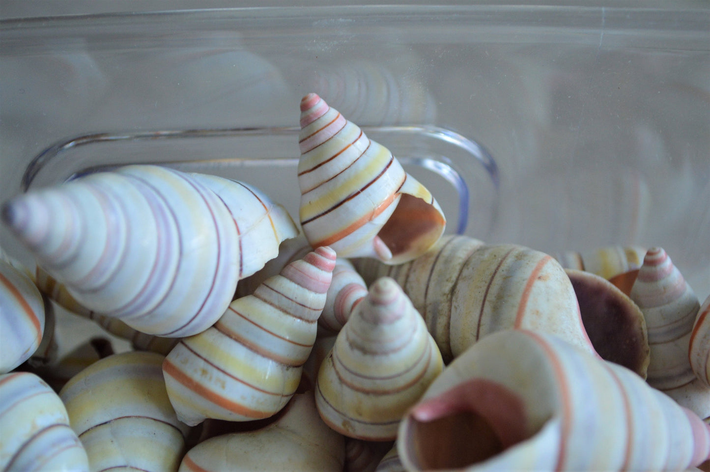 CANDY CANE SNAIL Shells *You Choose Quantity* 3/4-1.5" Colorful Rainbow Small Craft Seashells