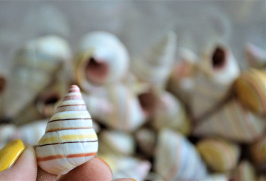 Rare RAINBOW Candy Cane Snail Seashells 3/4-1.5" Tree Snail- Sea Shells-Beach Craft Supplies-Seashells Bulk-Striped Tree Snails