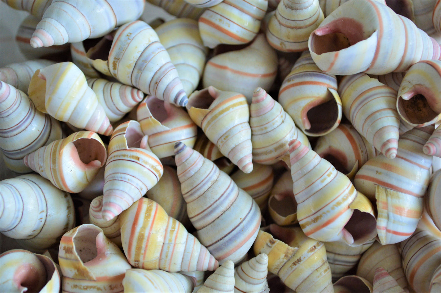Rare RAINBOW Candy Cane Snail Seashells 3/4-1.5" Tree Snail- Sea Shells-Beach Craft Supplies-Seashells Bulk-Striped Tree Snails