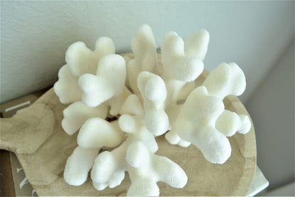 Genuine Sea CATS PAW CORAL 4-12" You pick Size, Ocean Reef Aquarium Coastal Beach Ocean Décor Nautical White wedding Gift Anniversary