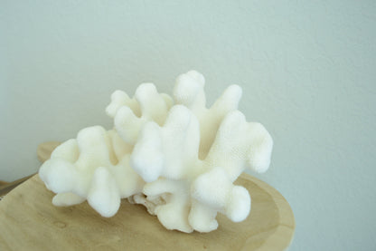 Genuine Sea CATS PAW CORAL 4-12" You pick Size, Ocean Reef Aquarium Coastal Beach Ocean Décor Nautical White wedding Gift Anniversary