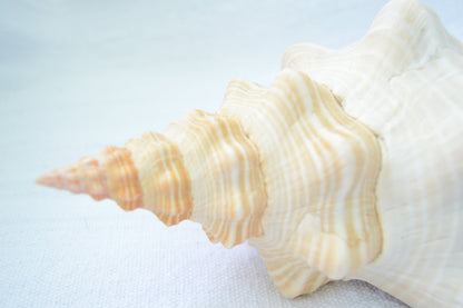 FLORIDA HORSE CONCH Shell *All Sizes* Natural Orange Display Seashell Beach House Décor