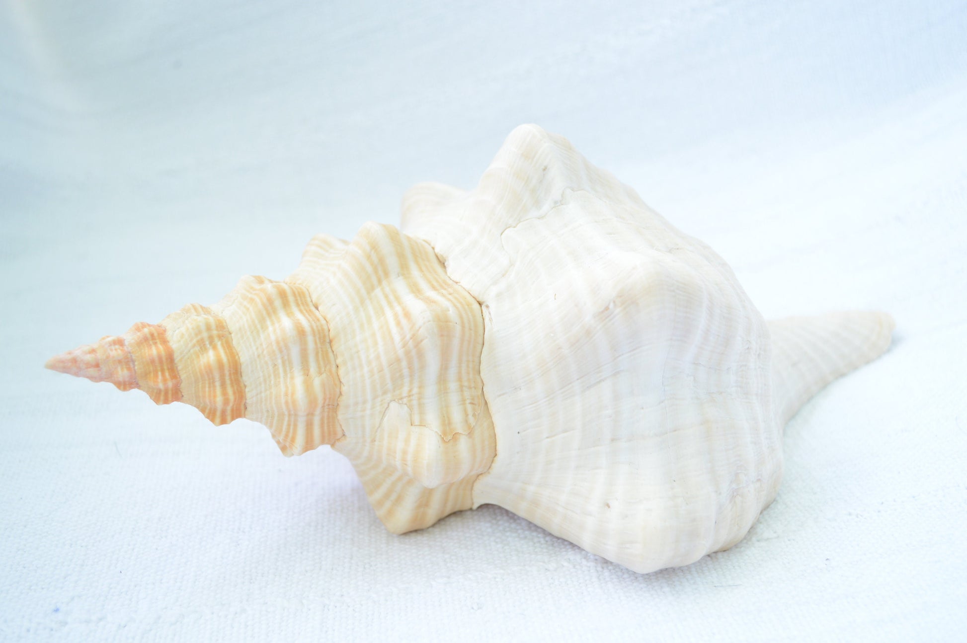 FLORIDA HORSE CONCH Shell *All Sizes* Natural Orange Display Seashell Beach House Décor