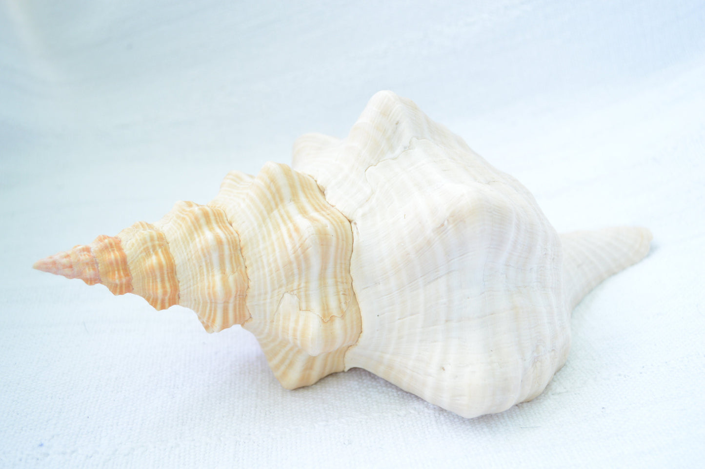 FLORIDA HORSE CONCH Shell *All Sizes* Natural Orange Display Seashell Beach House Décor