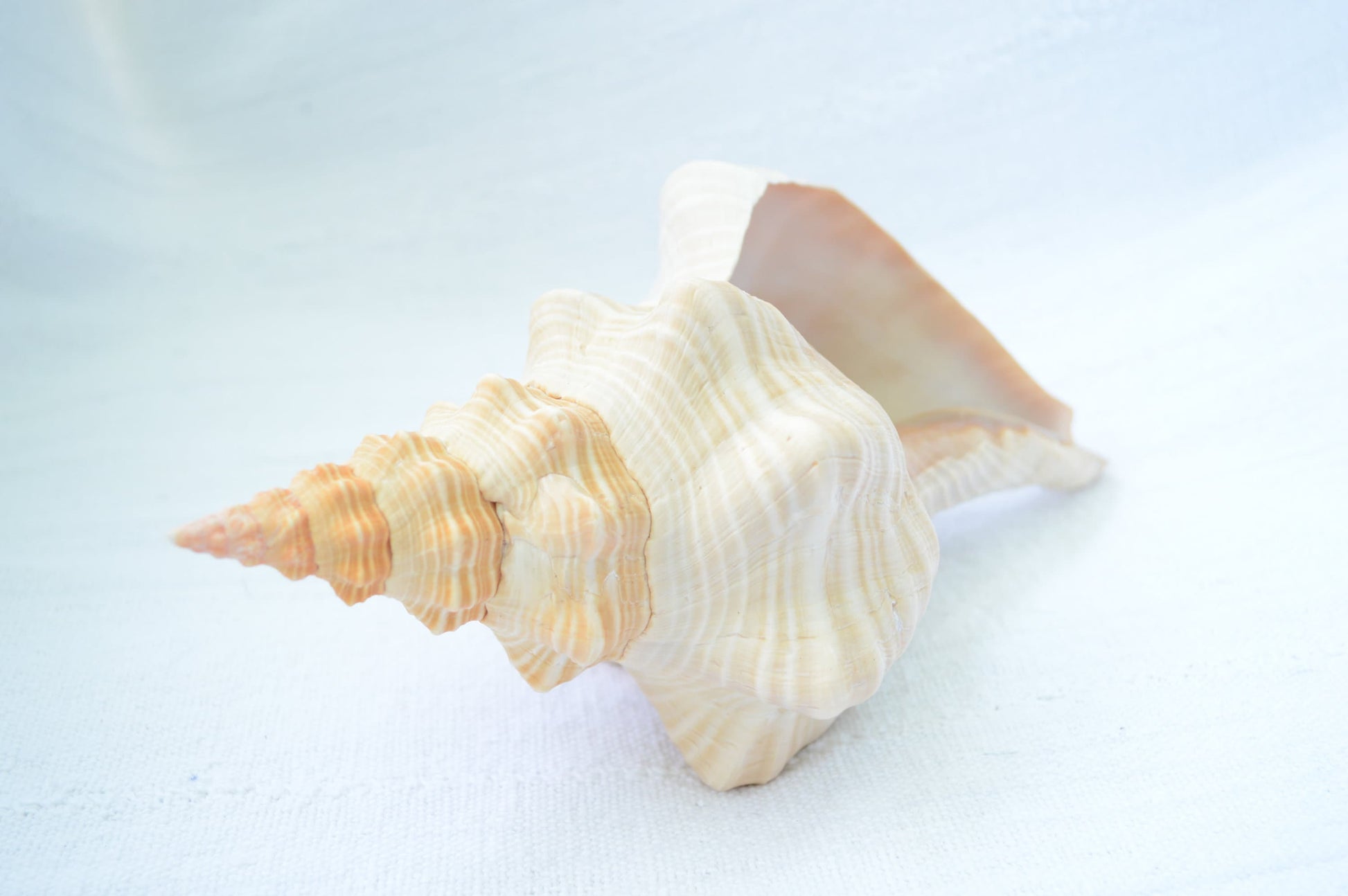 FLORIDA HORSE CONCH Shell *All Sizes* Orange Display Seashell Beach House Décor