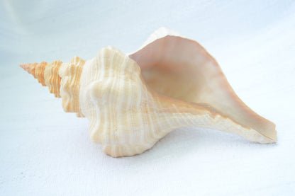 FLORIDA HORSE CONCH Shell *All Sizes* Orange Display Seashell Beach House Décor