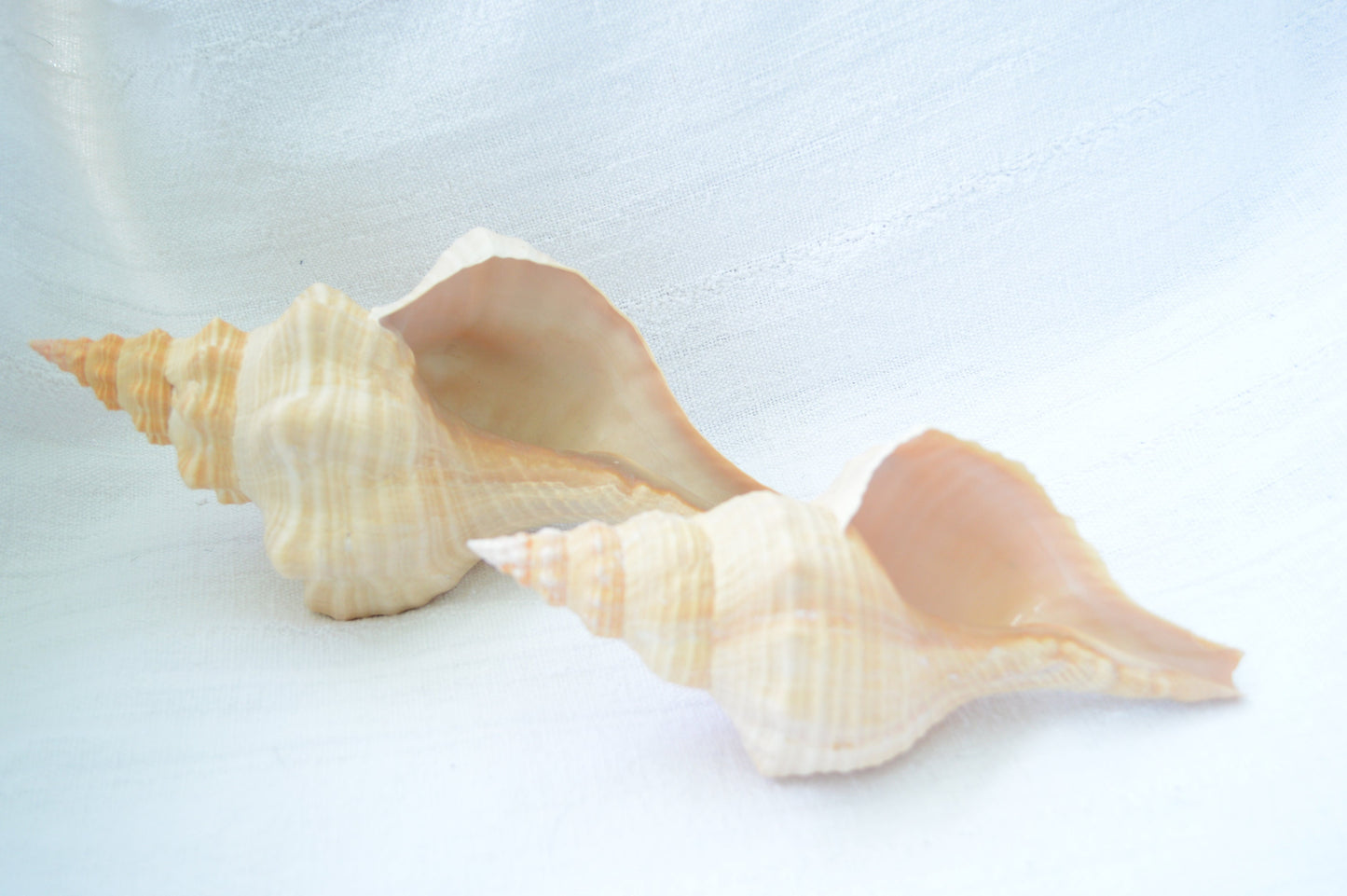 FLORIDA HORSE CONCH Shell *All Sizes* Natural Orange Display Seashell Beach House Décor