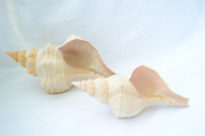 FLORIDA HORSE CONCH Shell *All Sizes* Natural Orange Display Seashell Beach House Décor