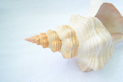 FLORIDA HORSE CONCH Shell *All Sizes* Natural Orange Display Seashell Beach House Décor