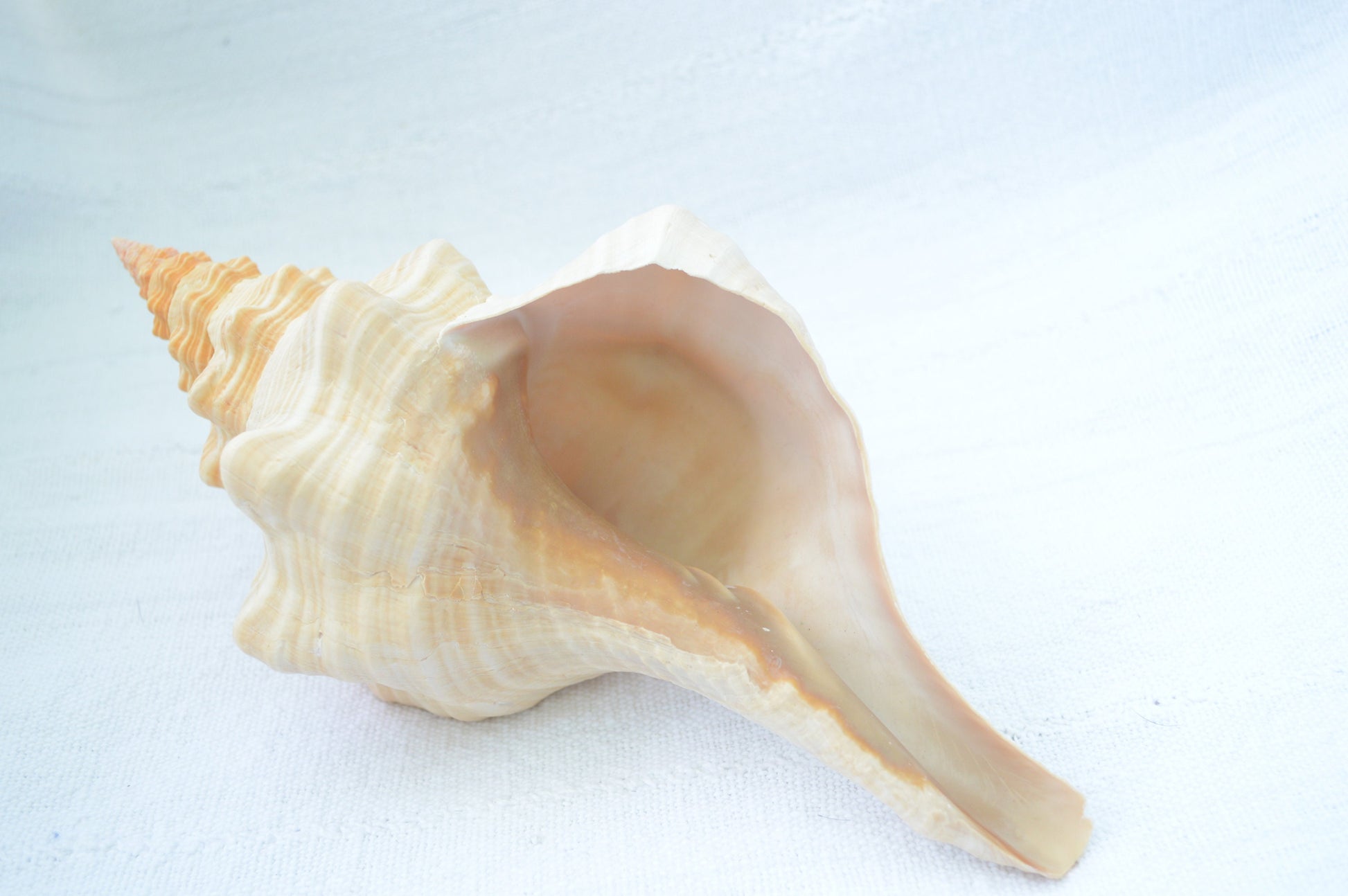 FLORIDA HORSE CONCH Shell *All Sizes* Natural Orange Display Seashell Beach House Décor