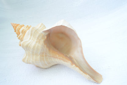 FLORIDA HORSE CONCH Shell *All Sizes* Natural Orange Display Seashell Beach House Décor