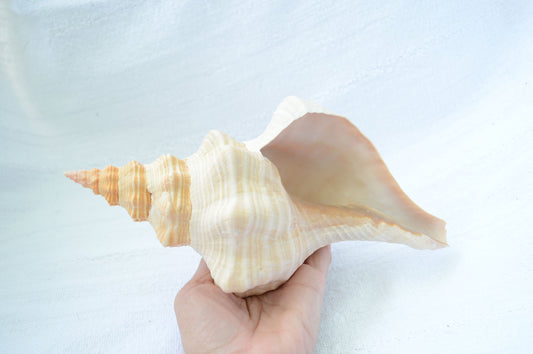 FLORIDA HORSE CONCH Shell *All Sizes* Natural Orange Display Seashell Beach House Décor