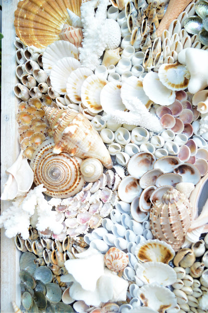 Handmade Sea Shell Coastal Wall Art 36x12" Modern Dimensional Seashell Collage Décor Urchins Coral Neutral Tones
