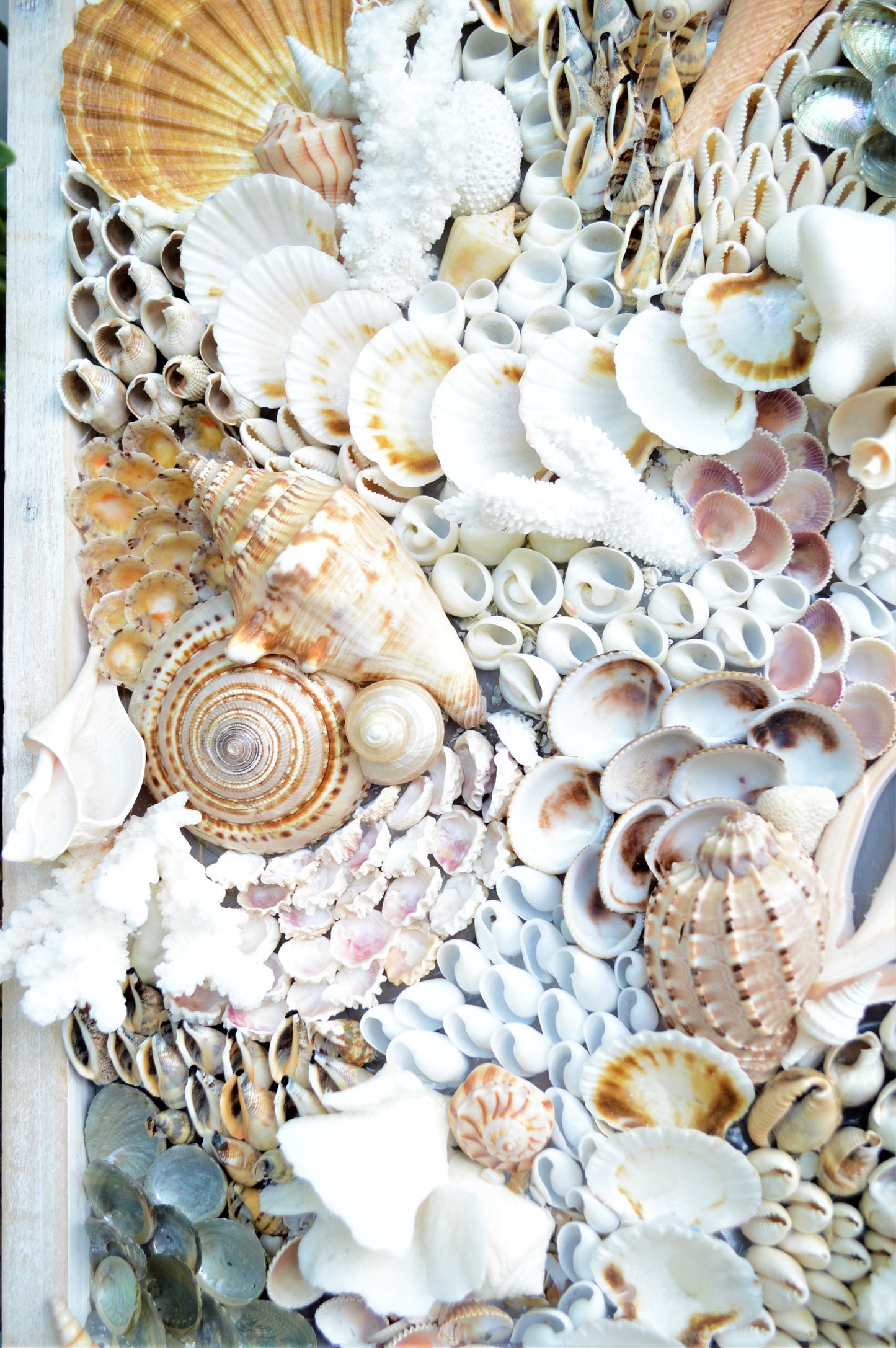 Handmade Sea Shell Coastal Wall Art 36x12" Modern Dimensional Seashell Collage Décor Urchins Coral Neutral Tones