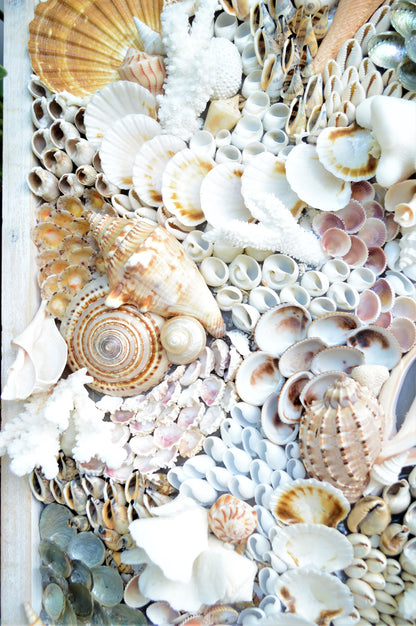 Handmade Sea Shell Coastal Wall Art 36x12" Modern Dimensional Seashell Collage Décor Urchins Coral Neutral Tones