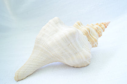 FLORIDA HORSE CONCH Shell *All Sizes* Natural Orange Display Seashell Beach House Décor