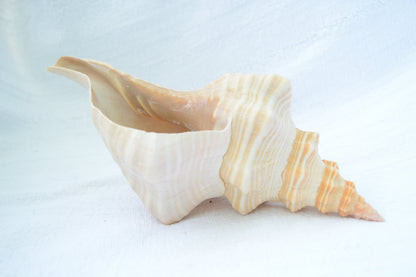 FLORIDA HORSE CONCH Shell *All Sizes* Orange Display Seashell Beach House Décor