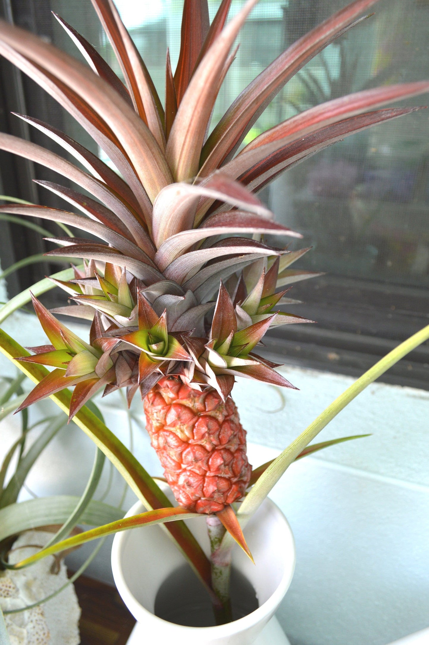 Sunny Florida Mini Red PINEAPPLE Plants 8-24" Tall Spineless Modern Architectural Tropical Vegetation House Plant Ornamental