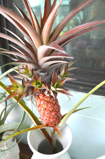 Sunny Florida Mini Red PINEAPPLE Plants 8-24" Tall Spineless Modern Architectural Tropical Vegetation House Plant Ornamental
