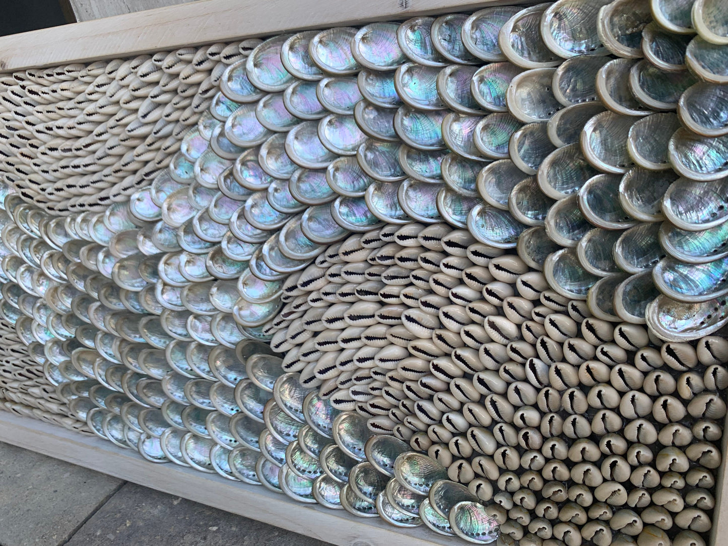 Minimalist Sea Shell Modern Coastal Wall 36x12" Art Framed Cowrie Abalone Seashells On Wood Textured Beach Hanging Beige Grey Silver