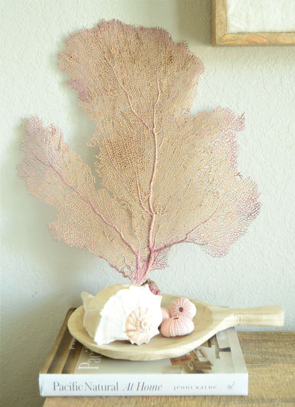 Preserved Natural Caribbean Sea Fan: Sizes 8-36" Pink Beige Coastal Décor