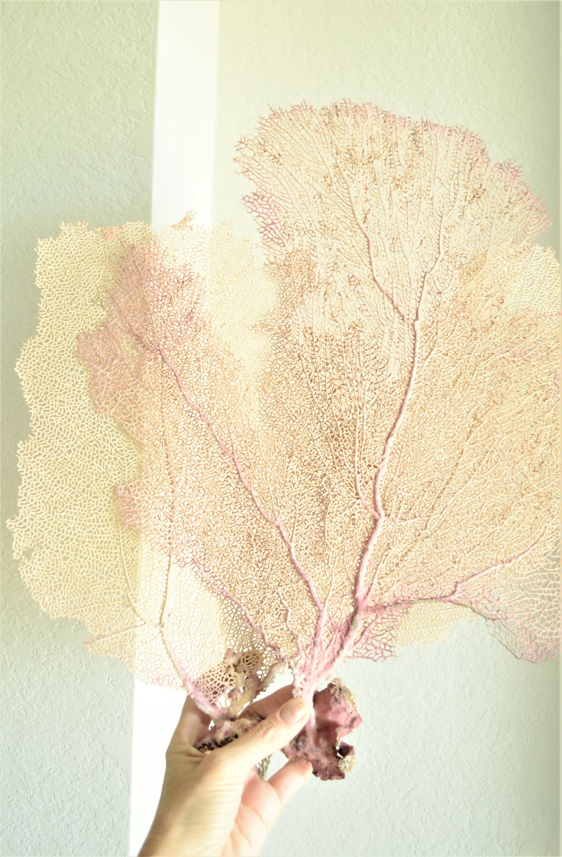 S-XL You pick Size 8-30" Real Natural Caribbean Sea Fans Coral Pink Beige Beach Coastal Décor Framing Wall Art