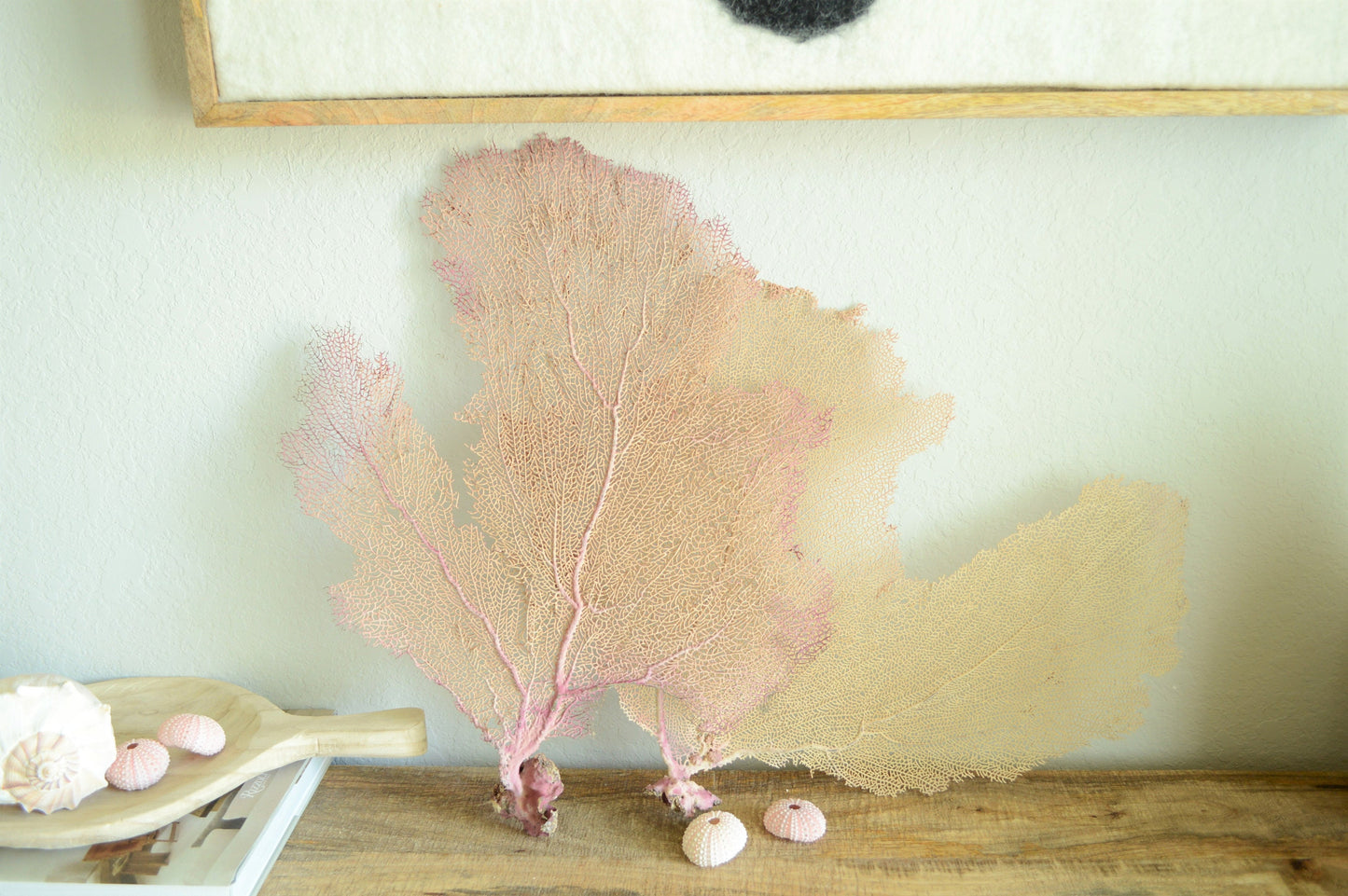 Preserved Natural Caribbean Sea Fan: Sizes 8-36" Pink Beige Coastal Décor