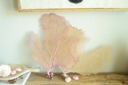 Preserved Natural Caribbean Sea Fan: Sizes 8-36" Pink Beige Coastal Décor