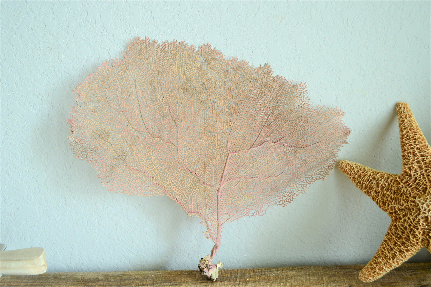 Preserved Natural Caribbean Sea Fan: Sizes 8-36" Pink Beige Coastal Décor