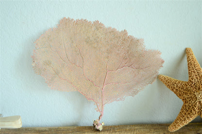 Preserved Natural Caribbean Sea Fan: Sizes 8-36" Pink Beige Coastal Décor