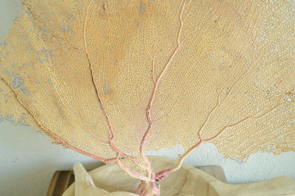 Preserved Natural Caribbean Sea Fan: Sizes 8-36" Pink Beige Coastal Décor