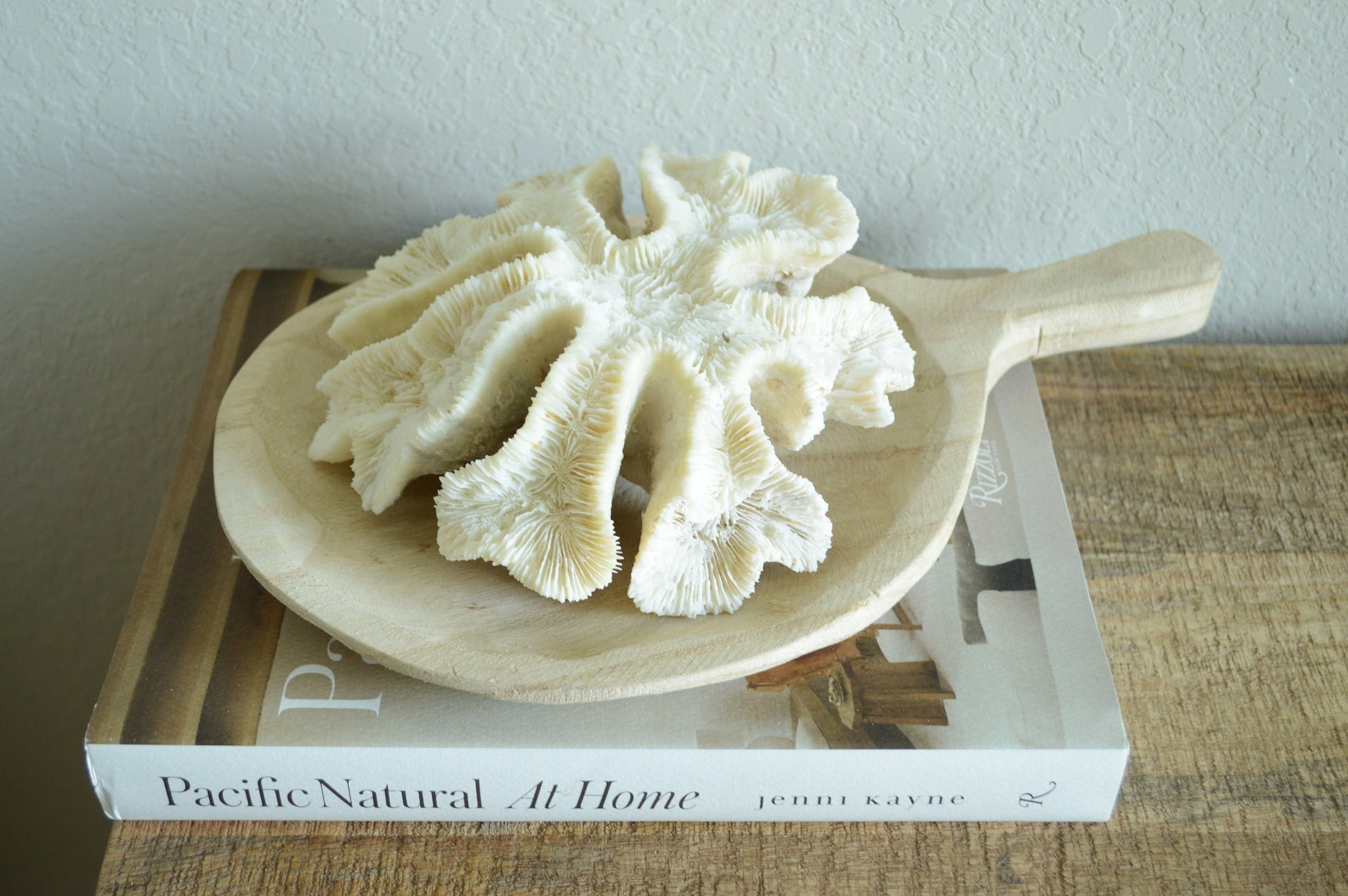 Genuine Sea BRAIN CORAL 7-10" Real Ocean Reef Aquarium Coastal Beach Ocean Décor Nautical Fossil Bone White