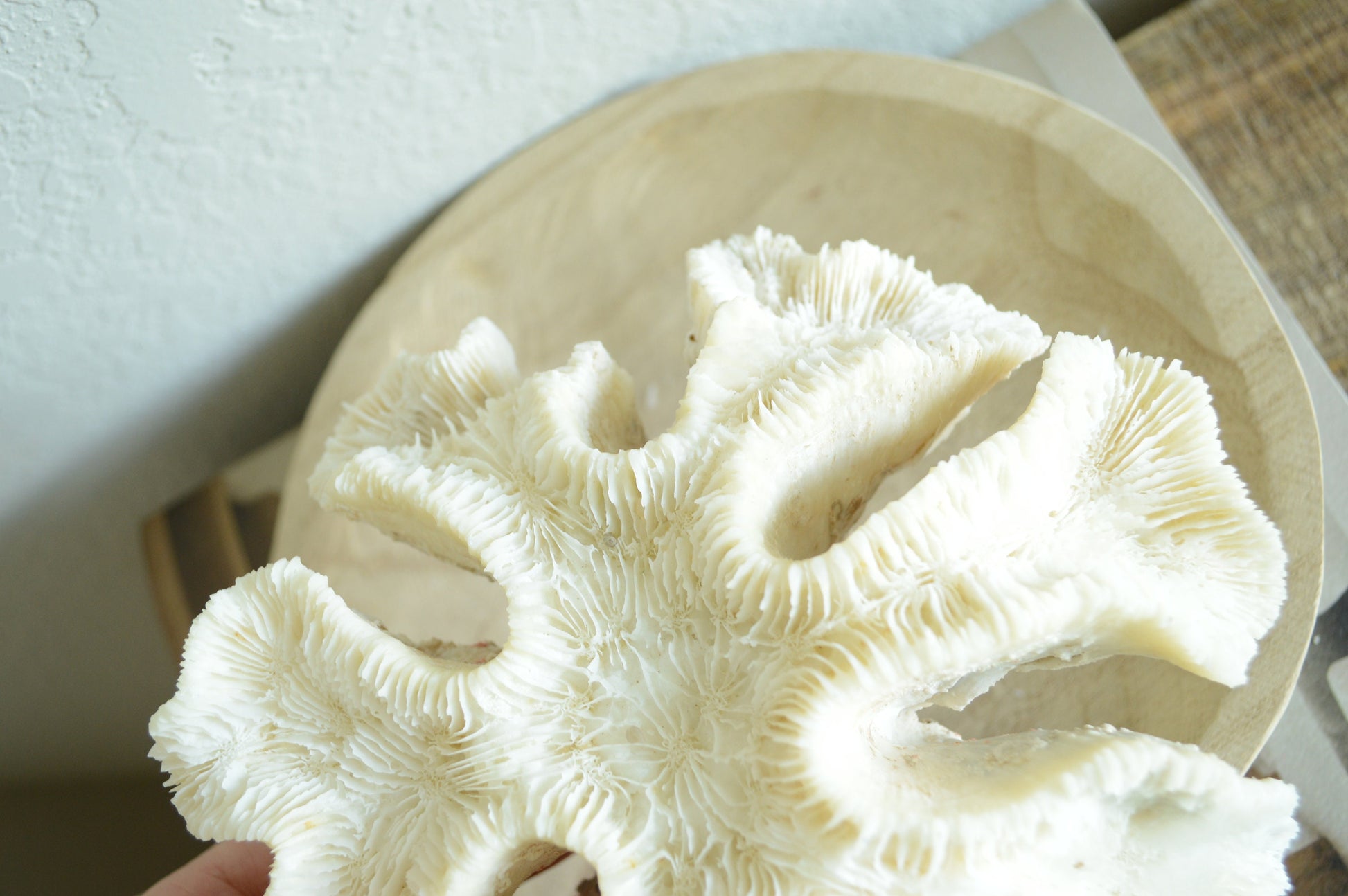 Genuine Sea BRAIN CORAL 7-10" Real Ocean Reef Aquarium Coastal Beach Ocean Décor Nautical Fossil Bone White