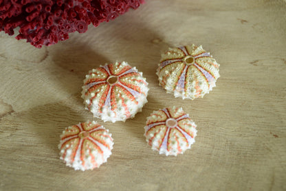 Colorful Sea Urchin Shells, Coastal Decor, Beach Crafts (.5-2")