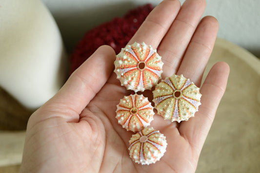 Colorful Rare Deep Water Sea Urchins! REAL From the Ocean *You Choose Size* Bright Shells Beach Coastal Décor Crafts Coelopleurus Mailardii