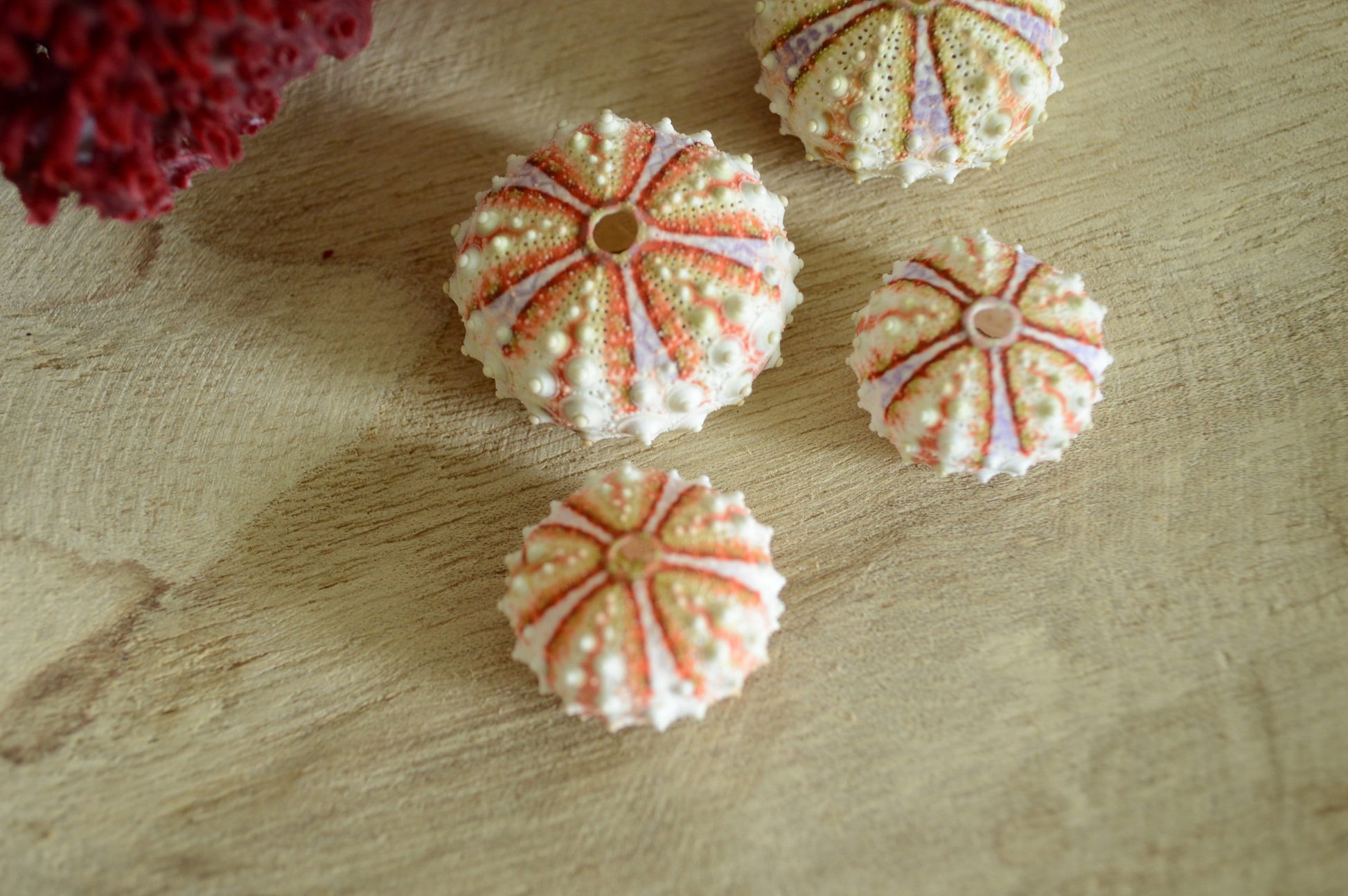 Colorful Rare Deep Water Sea Urchins! REAL From the Ocean *You Choose Size* Bright Shells Beach Coastal Décor Crafts Coelopleurus Mailardii