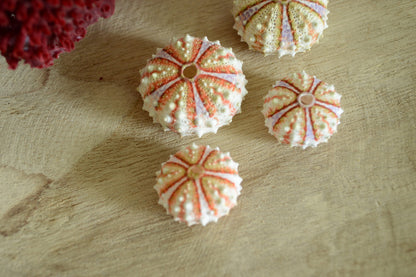 Colorful Rare Deep Water Sea Urchins! REAL From the Ocean *You Choose Size* Bright Shells Beach Coastal Décor Crafts Coelopleurus Mailardii