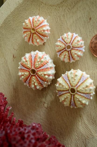Colorful Sea Urchin Shells, Coastal Decor, Beach Crafts (.5-2")