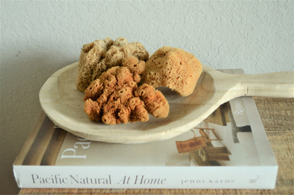 Natural Sea Sponges *You Choose Size* Brown Beach Coastal Home Décor Painting Craft Sponge