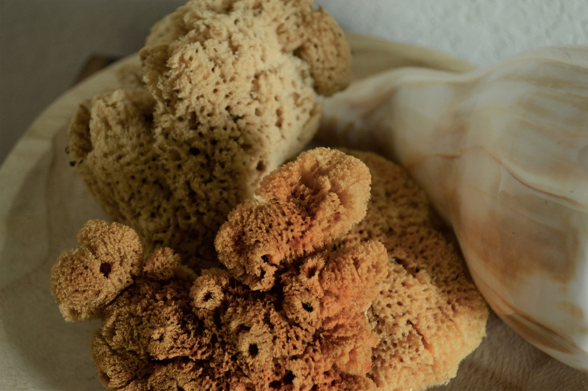 Natural Sea Sponges *You Choose Size* Brown Beach Coastal Home Décor Painting Craft Sponge