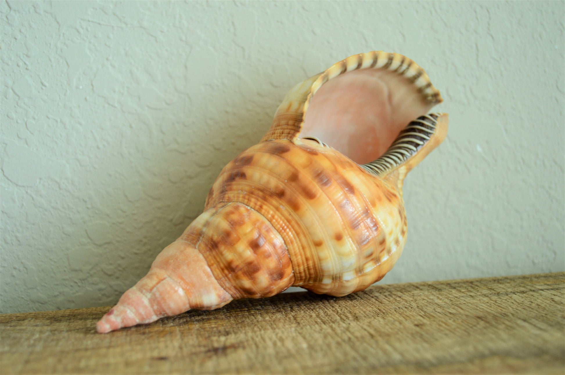 CARIBBEAN TRITON TRUMPET *Rare Orange Blonde Color* Display Seashell
