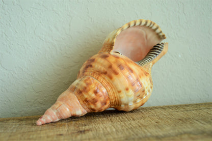 CARIBBEAN TRITON TRUMPET *Rare Orange Blonde Color* Display Seashell