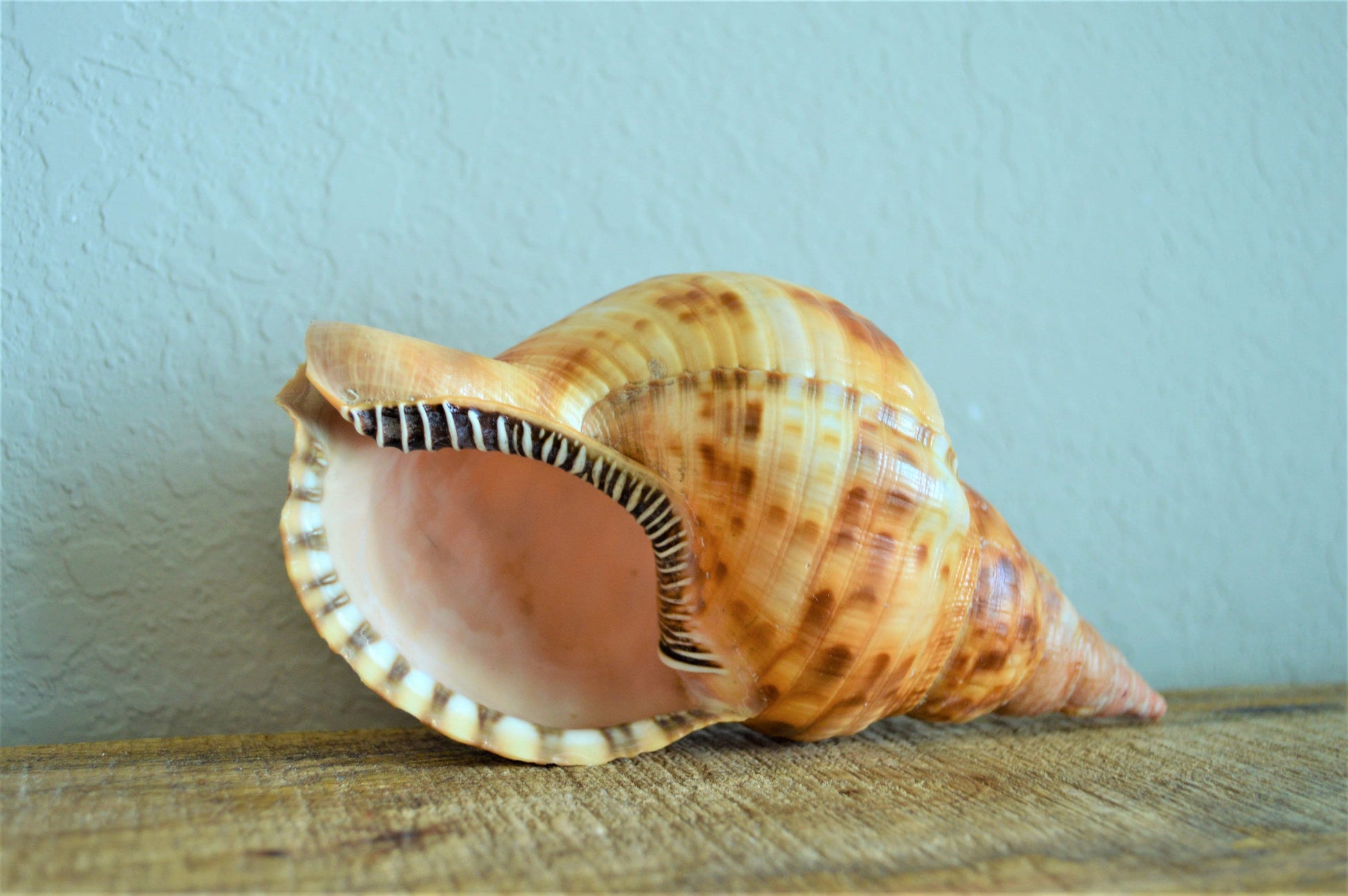 CARIBBEAN TRITON TRUMPET *Rare Orange Blonde Color* Display Seashell