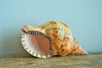 CARIBBEAN TRITON TRUMPET *Rare Orange Blonde Color* Display Seashell