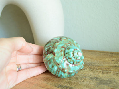 JADE GREEN SOLID Turbo Shells *All Sizes* Polished Seashell Hermit Crab Pants