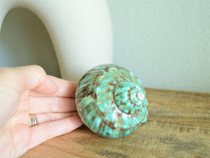 JADE GREEN SOLID Turbo Shells *All Sizes* Polished Seashell Hermit Crab Pants